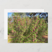Bloomings uit Californië: Chaparral Currant Postc Briefkaart (Voorkant / Achterkant)