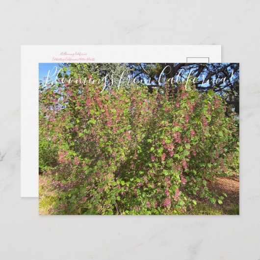 Bloomings uit Californië: Chaparral Currant Postc Briefkaart (Voorkant / Achterkant)