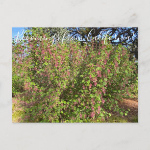 Bloomings uit Californië: Chaparral Currant Postc Briefkaart