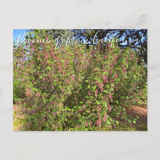 Bloomings uit Californië: Chaparral Currant Postc Briefkaart (Voorkant)