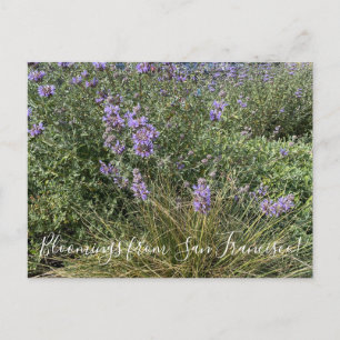 Bloomings uit Californië: Cleveland Sage Briefkaart