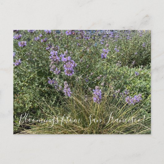 Bloomings uit Californië: Cleveland Sage Briefkaart (Voorkant)