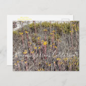 Bloomings uit Californië: Coast Dudleya Briefkaart (Voorkant / Achterkant)