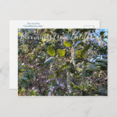 Bloomings uit Californië: Coast Silk Tassel Postc Briefkaart (Voorkant / Achterkant)