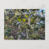 Bloomings uit Californië: Coast Silk Tassel Postc Briefkaart (Voorkant)