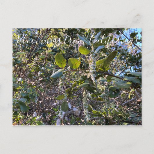 Bloomings uit Californië: Coast Silk Tassel Postc Briefkaart (Voorkant)