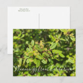 Bloomings uit Californië: Coffeeberry Briefkaart (Voorkant / Achterkant)