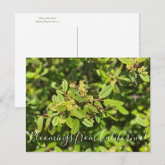 Bloomings uit Californië: Coffeeberry Briefkaart (Voorkant / Achterkant)