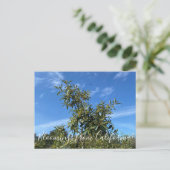 Bloomings uit Californië: Coffeeberry Briefkaart (Staand voorkant)