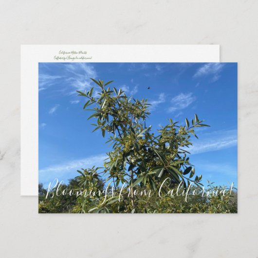 Bloomings uit Californië: Coffeeberry Briefkaart (Voorkant / Achterkant)
