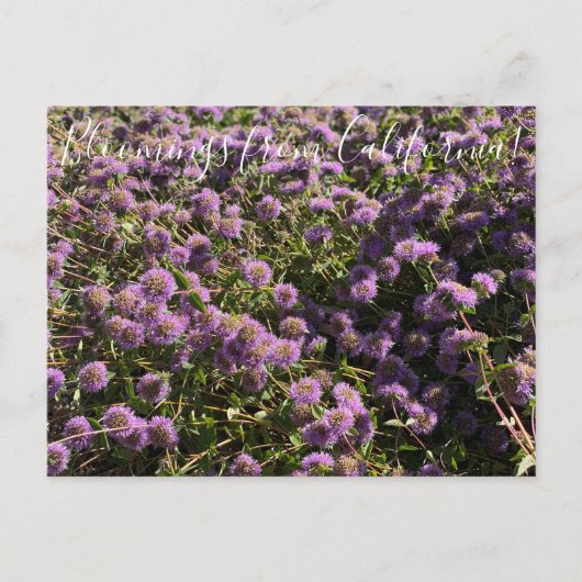 Bloomings uit Californië: Coyote Mint Briefkaart (Voorkant)