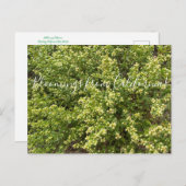 Bloomings uit Californië: Coyote Struik Briefkaart (Voorkant / Achterkant)