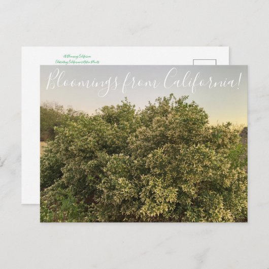 Bloomings uit Californië: Coyote Struik Briefkaart (Voorkant / Achterkant)