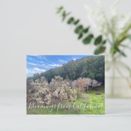 Bloomings uit Californië: Coyote Struik Briefkaart (Staand voorkant)