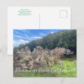 Bloomings uit Californië: Coyote Struik Briefkaart (Voorkant / Achterkant)