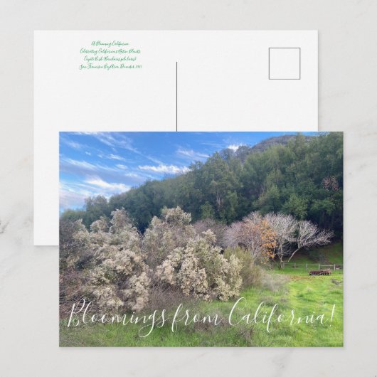 Bloomings uit Californië: Coyote Struik Briefkaart (Voorkant / Achterkant)