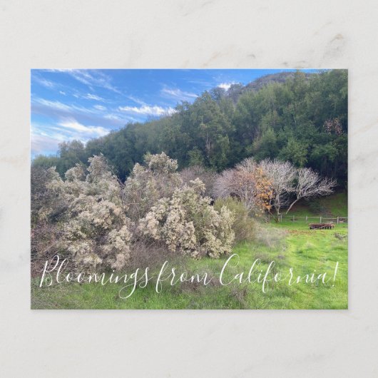 Bloomings uit Californië: Coyote Struik Briefkaart (Voorkant)