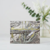 Bloomings uit Californië: Dune Sagewort Briefkaart (Staand voorkant)