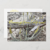 Bloomings uit Californië: Dune Sagewort Briefkaart (Voorkant / Achterkant)