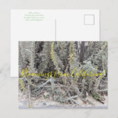 Bloomings uit Californië: Dune Sagewort Briefkaart (Voorkant / Achterkant)