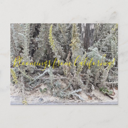 Bloomings uit Californië: Dune Sagewort Briefkaart (Voorkant)