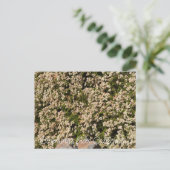 Bloomings uit Californië: Eriogonum fasciculatum Briefkaart (Staand voorkant)