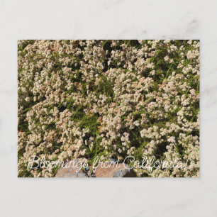 Bloomings uit Californië: Eriogonum fasciculatum Briefkaart