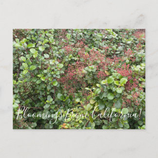 Bloomings uit Californië: Evergreen Currant Briefkaart