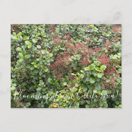 Bloomings uit Californië: Evergreen Currant Briefkaart (Voorkant)