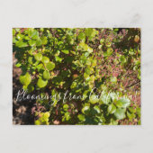 Bloomings uit Californië: Evergreen Currant Briefkaart (Voorkant)
