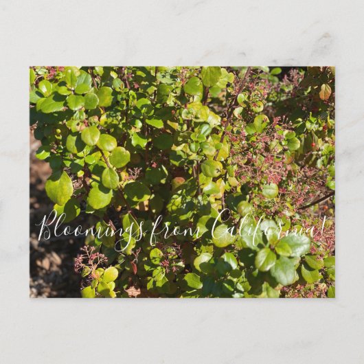 Bloomings uit Californië: Evergreen Currant Briefkaart (Voorkant)