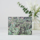 Bloomings uit Californië: Evergreen Currant Postc Briefkaart (Staand voorkant)