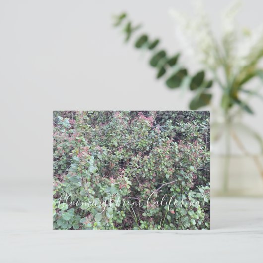 Bloomings uit Californië: Evergreen Currant Postc Briefkaart (Staand voorkant)