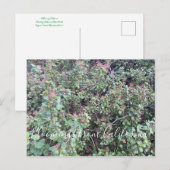 Bloomings uit Californië: Evergreen Currant Postc Briefkaart (Voorkant / Achterkant)