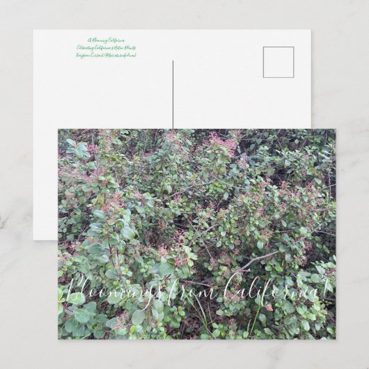 Bloomings uit Californië: Evergreen Currant Postc Briefkaart (Voorkant / Achterkant)