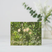 Bloomings uit Californië: Fairy Lantern Briefkaart (Staand voorkant)