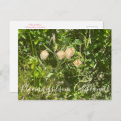 Bloomings uit Californië: Fairy Lantern Briefkaart (Voorkant / Achterkant)