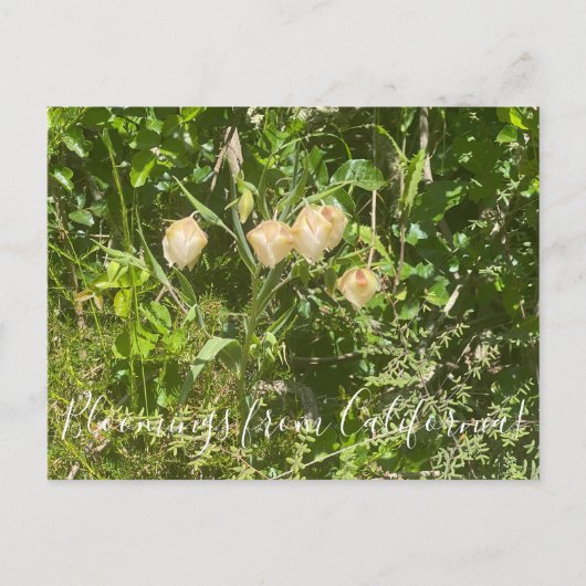 Bloomings uit Californië: Fairy Lantern Briefkaart (Voorkant)