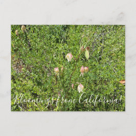 Bloomings uit Californië: Fairy Lantern Briefkaart