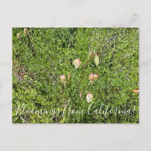 Bloomings uit Californië: Fairy Lantern Briefkaart
