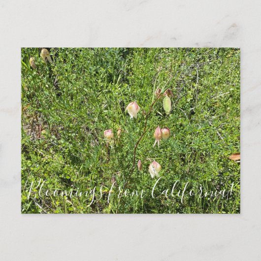 Bloomings uit Californië: Fairy Lantern Briefkaart (Voorkant)