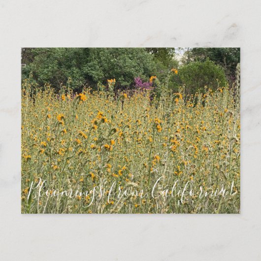Bloomings uit Californië: Fiddlenecks Briefkaart (Voorkant)