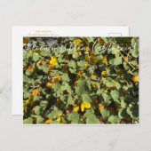 Bloomings uit Californië: Flannel Struik Briefkaart (Voorkant / Achterkant)