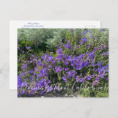 Bloomings uit Californië: Foothill Penstemon Briefkaart (Voorkant / Achterkant)