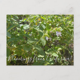 Bloomings uit Californië: Fragrant Pitcher Sage Briefkaart