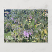 Bloomings uit Californië: Fragrant Pitcher Sage Briefkaart (Voorkant)