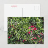 Bloomings uit Californië: Gambelia speciosa Briefkaart (Voorkant / Achterkant)