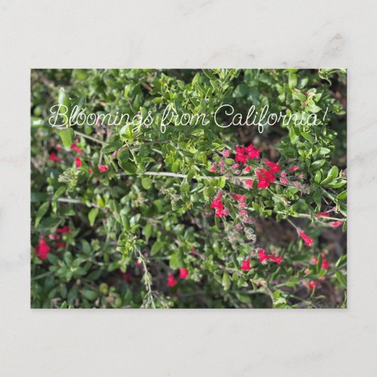 Bloomings uit Californië: Gambelia speciosa Briefkaart (Voorkant)