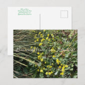 Bloomings uit Californië: Geel Boekweit Postca Briefkaart (Voorkant / Achterkant)
