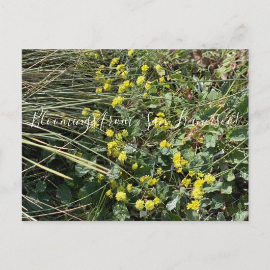 Bloomings uit Californië: Geel Boekweit Postca Briefkaart (Voorkant)